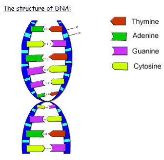 dna