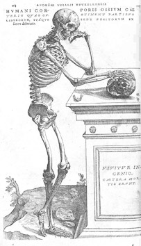 skeleton_vesalius_2-white